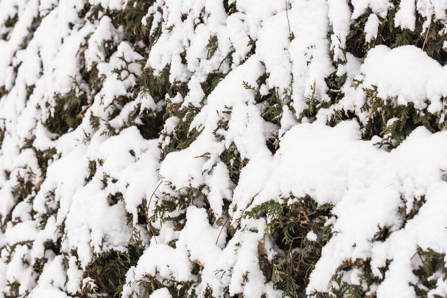 Snowy trees